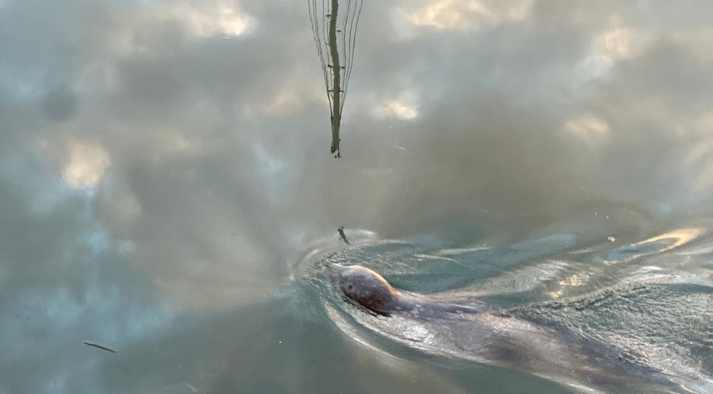 A harbor seal leaves waves behind as it swims toward the mast of a ship reflected in the water on a cloudy sunset.